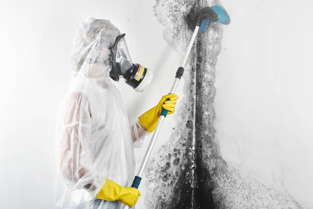 Best Biohazard Mold Removal  in Bonners Ferry, ID